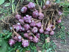 Topinambur e crema al naturale - Nostra Produzione - per seminare e mangiare