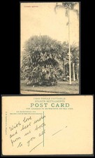 Singapore Old Postcard Licuala