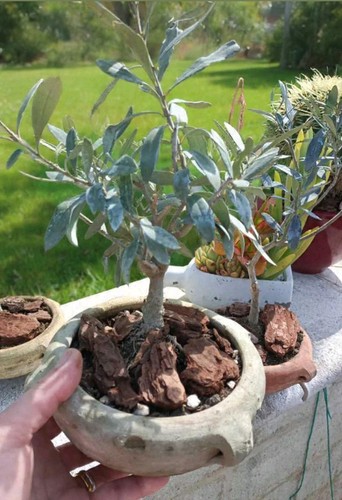 Ulivetto bonsai vaso giarra - in,