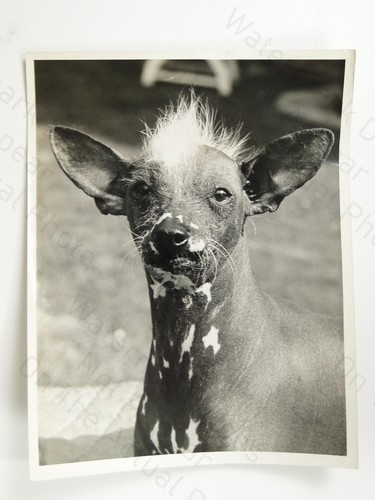 Chinese crested dog staround - dog,