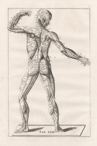Muscoli scheletro umano - muscoli,