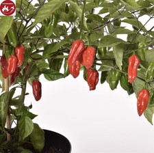 5 piante da giardino Naga