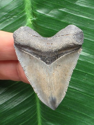 Dente grigio del megalodonte