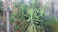 Pianta yucca elephantipes - yucca,