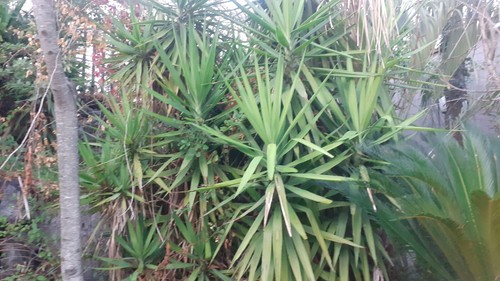 Pianta yucca elephantipes - yucca,