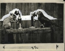 1929 Press Photo Peter Parrot