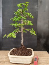Bonsai carpino h 52 cm - di,