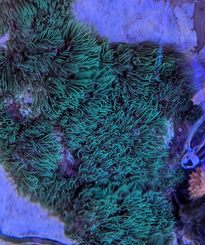 Beginner coral combo gsp - 3,