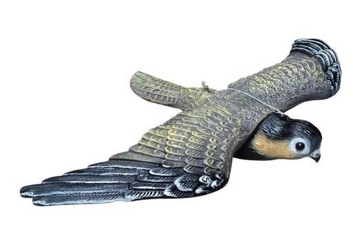 Falco spaventa allontana - falco,