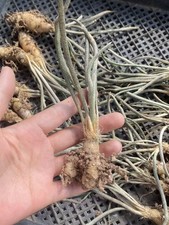 3 pezzi 2-3 cm Caput-medusae