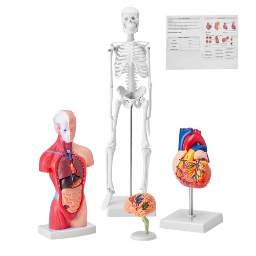Modello anatomico umano - umano, set