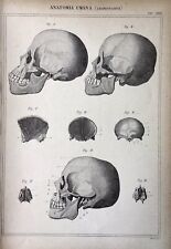 Stampa Antica Incisione -