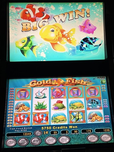 Wms gold fish - gold,