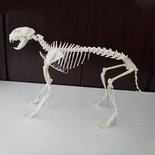 Un set completo di scheletri