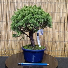Bonsai di Ginepro Itoigawa h