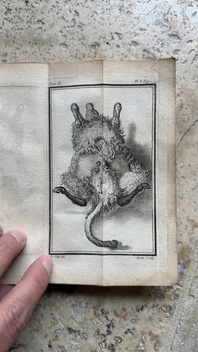 Buffon histoire naturelle - histoire,