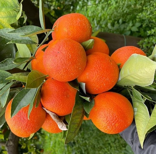 Albero arancio sanguinello - arancio,