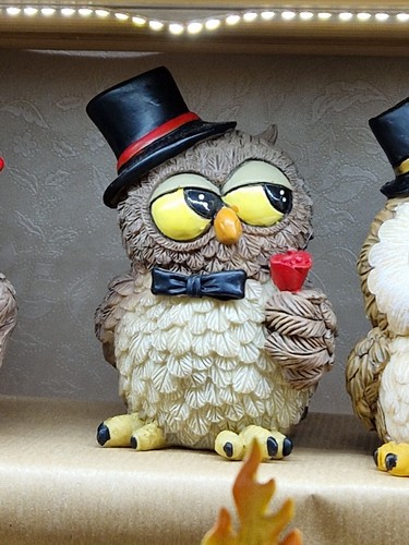 Owl chouette búho - eule, eulen