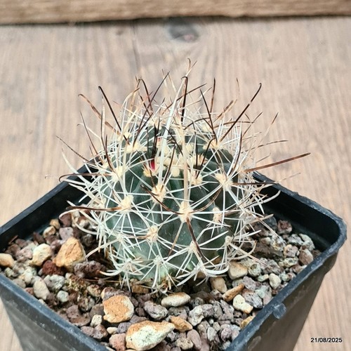 D6132 sclerocactus spinosior - d6132,