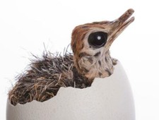 POSTER LUCIDO PULCINO STRUZZO