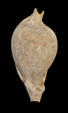 Shell Cypraea UMBILIA EXIMIA Australia 96,4 mm # FOSSIL COWRIE