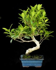 Bonsai - Ficus retusa - mento