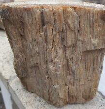 Bellissimo Legno Fossile Sardegna