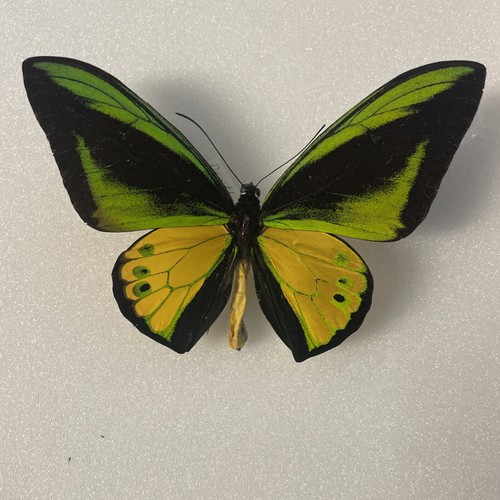 Entomologia ornitottero golia - entomologia*ornitottero,