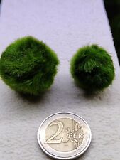  Marimo  2/3 cm pianta vera per acquario 5 pezzi! d'acqua dolce,cladophora