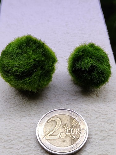 Marimo cm pianta vera - marimo,