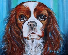 Cavalier king Charles spaniel