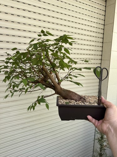 Zelkova serrata olmo cinese - serrata,