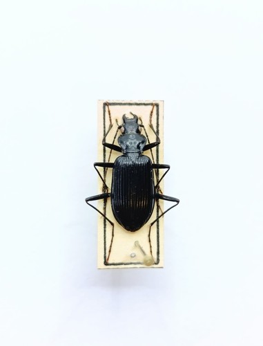 Entomology taxidermy - taxidermy,