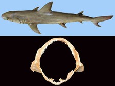 Mascella Squalo Donnola