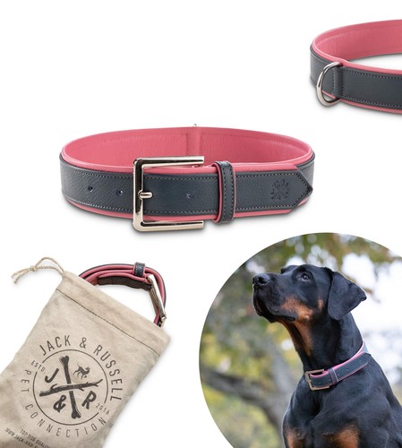 Jack russell premium collare - jack,