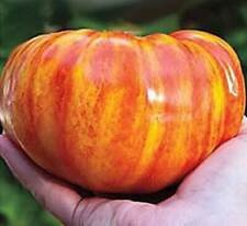 GIGANTE BIG RAINBOW TOMATE, 50 semi + OMAGGIO + SPEDIZIONE GRATUITA