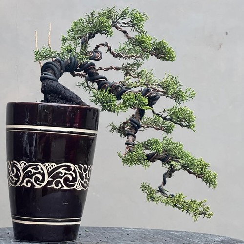 Bonsai albero vivo - di,