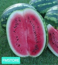 50 SEMI DI ANGURIA CRIMSON