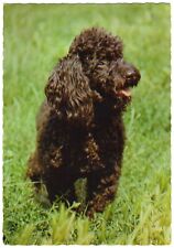 Barboncino nero nel prato verde - Cecami - ITALIA (Anni '60/'70)