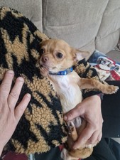 Chihuahua Cucciolo