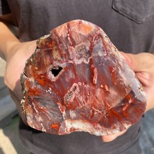 Raro legno pietrificato