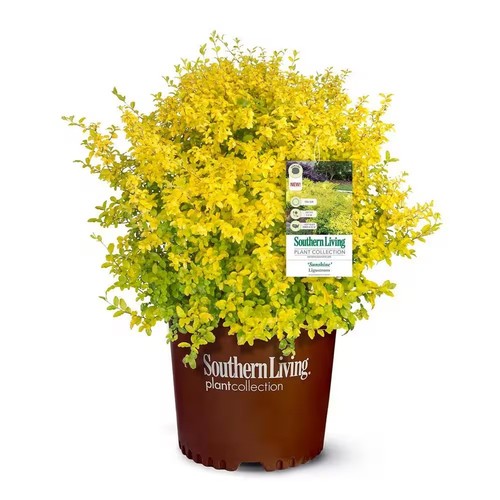 Southern living gal sunshine - living,