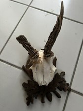 ANTICO TROFEO CAPRIOLO ABNORME SCUDO IN LEGNO INTAGLIATO CACCIA CACCIATORE