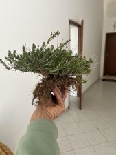 Bonsai Timo Macchia