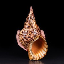 Charonia tritonis tromba di - charonia,