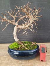 bonsai  olmo campestre   h 25