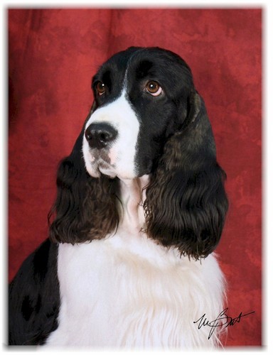 Springer spaniel bianco nero - springer,