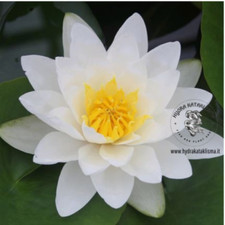 PIANTA DI NINFEA RUSTICA