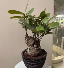 Dia zamia furfuracea - cm,