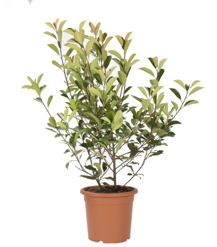 Photinia fraseri red robin - ×,